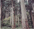 ޗǌFXM